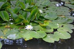 Nymphaea alba. Habit.
 Image: K.A. Ford © Landcare Research 2019 CC BY 3.0 NZ